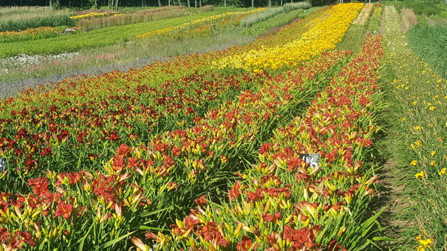 BYLINY-ŚWIERK مشتل نباتات معمرة أعشاب سرخس بولندا 02