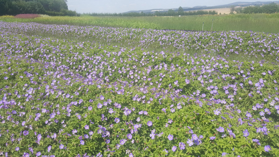 BYLINY-ŚWIERK مشتل نباتات معمرة أعشاب سرخس بولندا 03