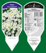 BYLINY-ŚWIERK مشتل نباتات معمرة أعشاب سرخس بولندا 01