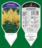 BYLINY-ŚWIERK مشتل نباتات معمرة أعشاب سرخس بولندا 03