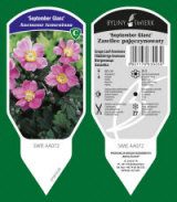 BYLINY-ŚWIERK مشتل نباتات معمرة أعشاب سرخس بولندا 05