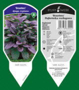 BYLINY-ŚWIERK مشتل نباتات معمرة أعشاب سرخس بولندا 08