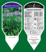 BYLINY-ŚWIERK مشتل نباتات معمرة أعشاب سرخس بولندا 10