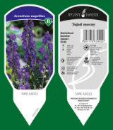 BYLINY-ŚWIERK مشتل نباتات معمرة أعشاب سرخس بولندا 12