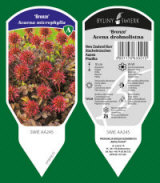 BYLINY-ŚWIERK مشتل نباتات معمرة أعشاب سرخس بولندا 19